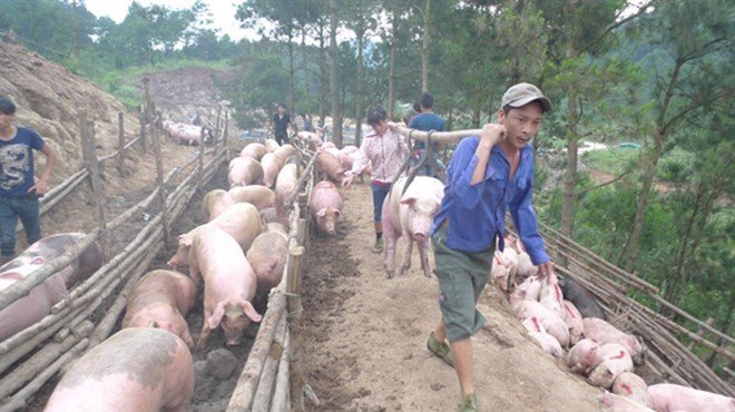 Giá thịt lợn, giải cứu thịt lợn, xuất khẩu thịt lợn, xuất khẩu thịt lợn sang Trung Quốc