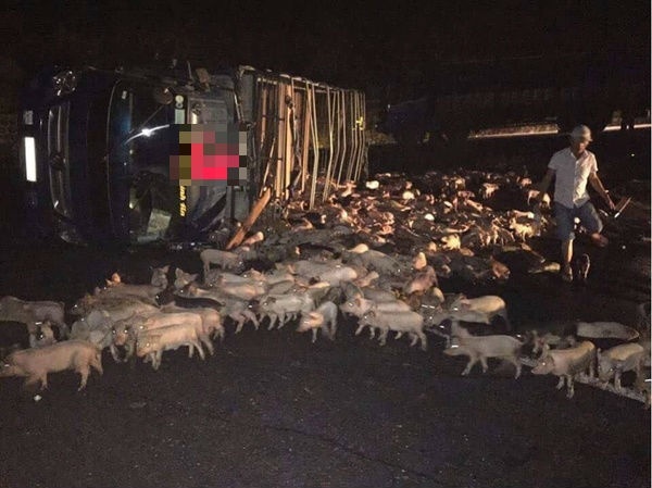 Lật xe tải chở lợn, hàng trăm con lợn bị văng ra ngoài chết khiến lái xe thất thần