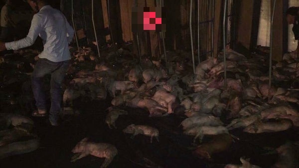 Lật xe tải chở lợn, hàng trăm con lợn bị văng ra ngoài chết khiến lái xe thất thần