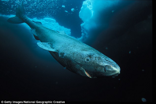 Những con cá mập 400 tuổi này đang nắm giữ một bí mật có thể quyết định tương lai của loài người - Ảnh 1.