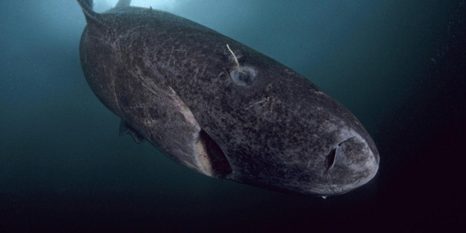 Những con cá mập 400 tuổi này đang nắm giữ một bí mật có thể quyết định tương lai của loài người - Ảnh 3.