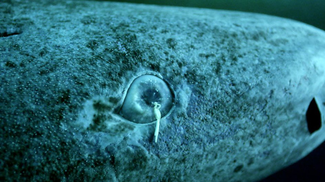 Những con cá mập 400 tuổi này đang nắm giữ một bí mật có thể quyết định tương lai của loài người - Ảnh 2.