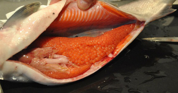 Một thứ trong bụng cá dinh dưỡng cao hơn thịt cá lại bổ não, không phải ai cũng biết