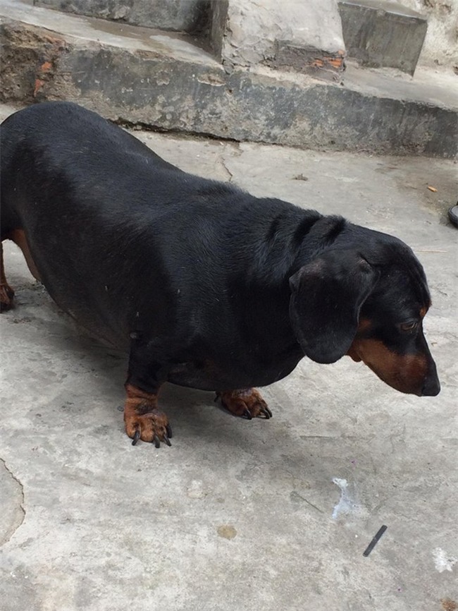 Chú chó gây sốt mạng xã hội Việt vì thân hình siêu béo - Ảnh 2.