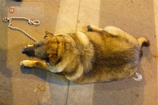 Chú chó gây sốt mạng xã hội Việt vì thân hình siêu béo - Ảnh 6.