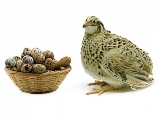 Trứng chim cút - viên thuốc bổ não của tự nhiên và thần dược cho sức khỏe gia đình