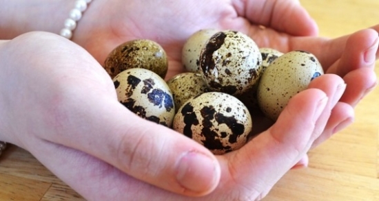 Trứng chim cút - viên thuốc bổ não của tự nhiên và thần dược cho sức khỏe gia đình
