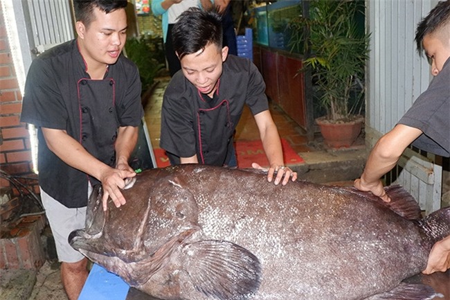 “Thủy quái” nặng hơn 1 tạ được đưa từ vịnh Thái Lan về Hà Nội - 2