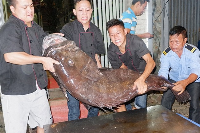 “Thủy quái” nặng hơn 1 tạ được đưa từ vịnh Thái Lan về Hà Nội - 4